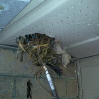 A bird's nest packed tightly in a dryer vent.